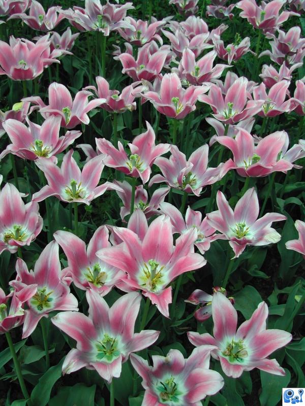 Field of tulips